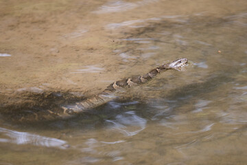 Common Watersnake coming out of hiding under a river rock