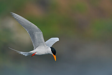The Indian River Tern or just River Tern is a tern in the family Laridae. It is a resident breeder along inland rivers from Iran east into the Indian Subcontinent and further to Myanmar to Thailand.
