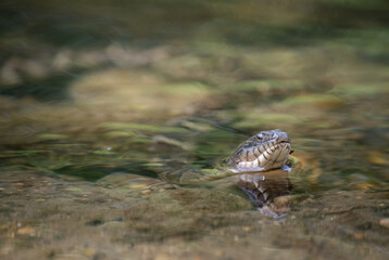 Common Watersnake swimming in river