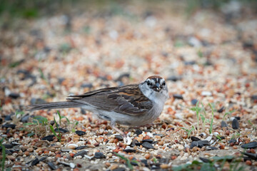 Chipping sparrow eating bird seed from ground
