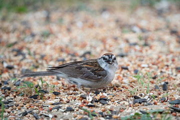 Chipping sparrow eating bird seed from ground