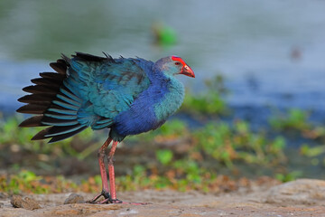Grey-headed Swamphen
