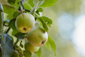 Closeup copy space of ripe juicy green apples hanging on a tree branch in an orchard farm in the remote countryside. Growing fresh and healthy produce fruit for healthy nutrition and vitamins.