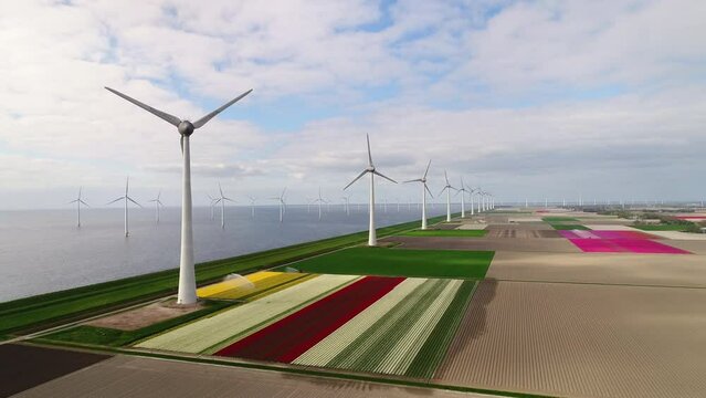 Windfarm and tulip fields / Noordoostpolder, Flevoland, Netherlands