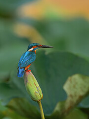 Common Kingfisher