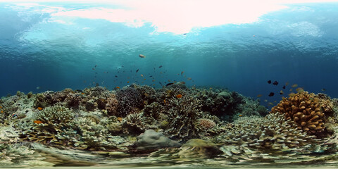 Naklejka na ściany i meble Reef Coral Scene. Tropical underwater sea fish. Hard and soft corals, underwater landscape. Philippines. Virtual Reality 360.