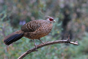 Kalij Pheasant, a beautiful bird from pheasant family. Found in entire Himalayan region, India.