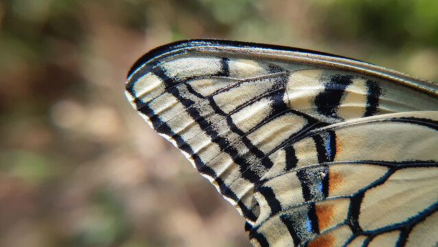 Macro close up of common yellow swallowtail butterfly wings