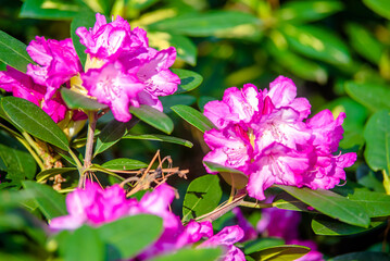 Fototapeta premium pink rhododendron blooms in the Botanical garden 