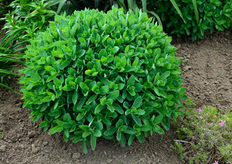 Orpine. Sedum foliage, greenery garden plants at springtime.