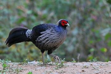 Kalij Pheasant, a beautiful bird from pheasant family. Found in entire Himalayan region, India.