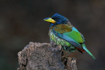 Great Barbet