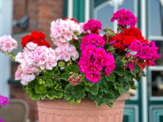 Fototapeta na wymiar Vibrant pink and red blooming geranium flowers in decorative flower pot close up, floral wallpaper background with red and pink geranium Pelargonium