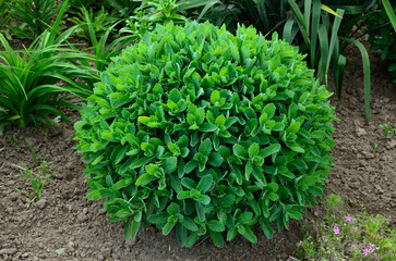 Orpine. Sedum foliage, greenery garden plants at springtime.