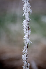 closeup of a small branch in winter surrounded by ice crystals and a blurred background
