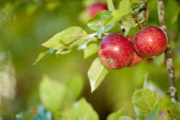 Closeup of ripe red apples growing from apple tree branch in orchard farm in remote countryside with bokeh copy space. Texture detail of hanging fresh healthy snack fruit ready for picking or harvest