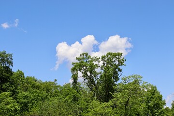 The white clouds in the sky over the trees.