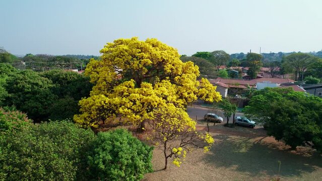 Aerial flying backwards and circling yellow Ipe in city, Golden trumpet tree