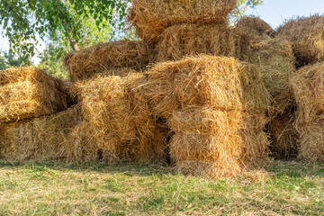 Haystacks, a bale of hay group. Agriculture farm and farming symbol of harvest time with dry grass, hay pile of dried grass hay straw. Summer season. Country landscape