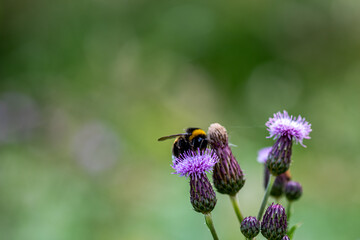 Close-up of a bumblebee (Bombus) on a purple flower of Spear Thistle (Cirsium) against a blurred background