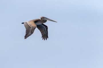 Obraz premium Brown Pelican in Flight