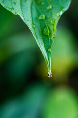 closeup of a green leaf with water droplets and a droplet at the tip of the leaf, against a blurred background
