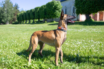 Belgian malinois shepherd dog. Malinua