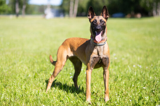 Belgian malinois shepherd dog. Malinua