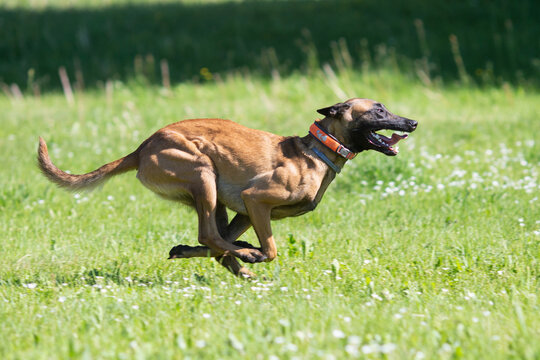 Belgian malinois shepherd dog. Malinua