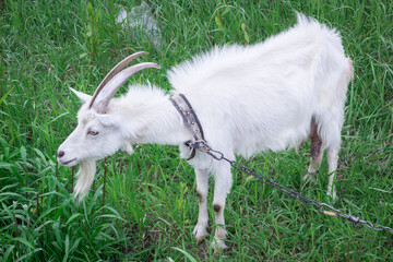 White male goat with long horns standing in green grass medow