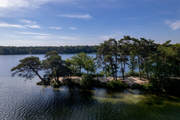 Pine trees sticking out slanted on the shore of IJzeren Man lake peninsula in the morning at sunrise with silhouetted against a clear sky with its roots