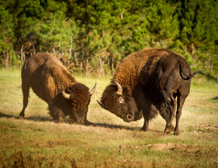 Two Bison Bulls fighting