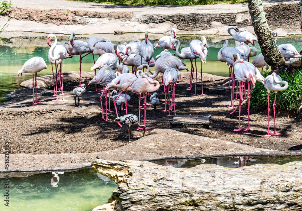 Canvas Prints White Flamingoes Flock