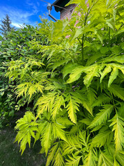 Bright light green Sambucus racemosa 'Sutherland Gold' also known as red elderberry and red-berried elder deciduous flowering shrub.Summertime. Close view. Selective focus.