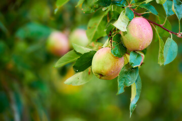 Closeup of red apples ripening on an apple tree stem branch on orchard farm in remote countryside, bokeh copy space. Growing fresh, healthy snack fruit for nutrition, vitamins on a sustainable farm