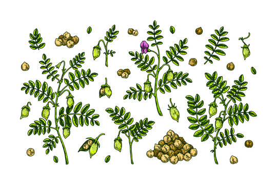 Set of chickpeas design elements. Hand drawn colorful botany collection. Vector illustration in sketch stile