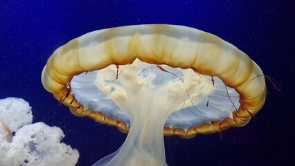 jelly fish jellyfish