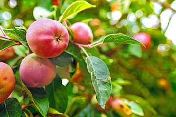 red apples with copy space growing on a tree in an orchard on a bright and sunny day outdoors. Fresh, organic and ripe seasonal produce for harvest in a fruit farm. Sweet, delicious and healthy crops