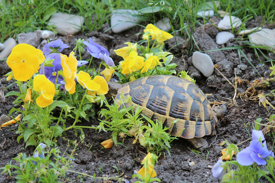 Glutton turtle