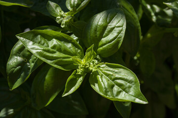 Feuilles de basilic 