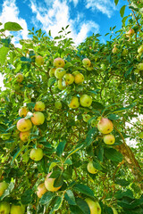 Many green apples on a tree from below, in an orchard outside against a cloudy blue sky. Fresh produce ready for harvest on farm. Organic and sustainable fruit growing on agricultural land