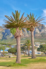 Camps Bay, Table Mountain National Park, Cape Town, South Africa. Beautiful cityscape with nature and scenic view as a vacation destination. Holiday tropical location with tall trees and green plants - obrazy, fototapety, plakaty
