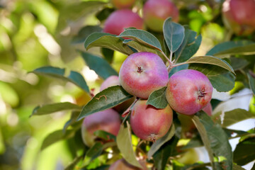 Closeup of fresh red apples on a tree in an orchard in summer. Organic fruit farming on the farm. Garden-fresh red apples on a tree background with copy space ripe and apples ready to harvest.