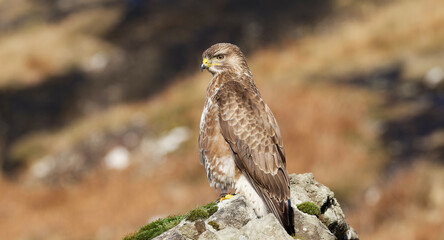 Buzzard enjoying the morning sunshine, Isle of Mull, Scotland
