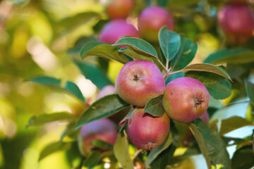 Closeup of ripe red apples hanging from an apple tree branch in an orchard farm with bokeh. Textured detail of fresh fruit ready for picking and harvest. Growing healthy snack on remote land