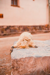 Perro durmiendo en la vereda, pueblo del norte argentino