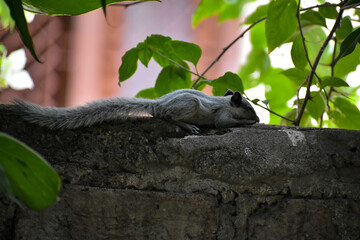 A baby squirrel under shadow