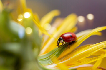 ladybug on a leaf © Anchousina