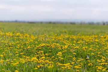 Dandelions field background on spring sunny day. Blooming dandelion. Meadow with dandelions...