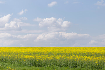 A blooming rapeseed field against a background of blue sky and white clouds. Typical rural agricultural landscape, farming, agricultural theme, agricultural illustration.